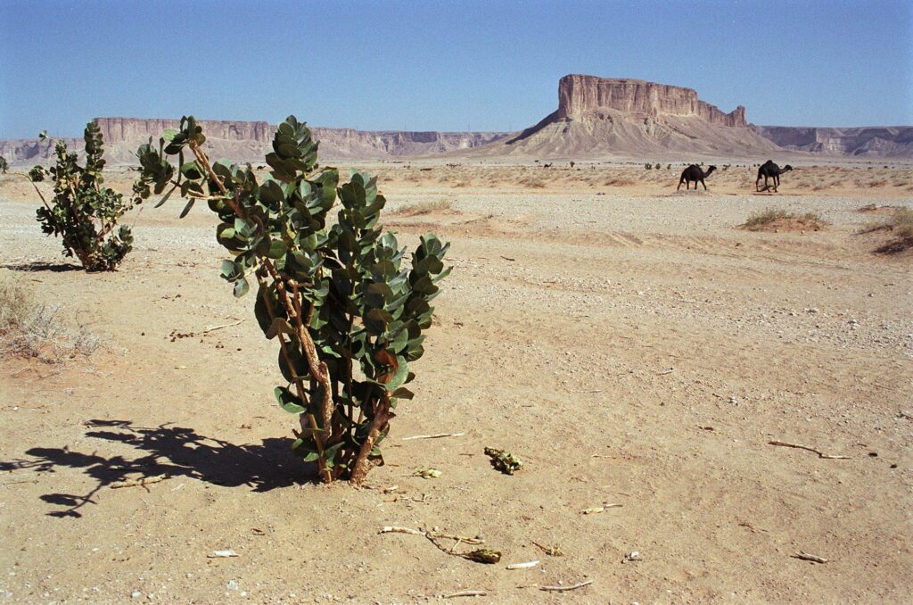 Woestijnplant en dromedarissen in landschap
