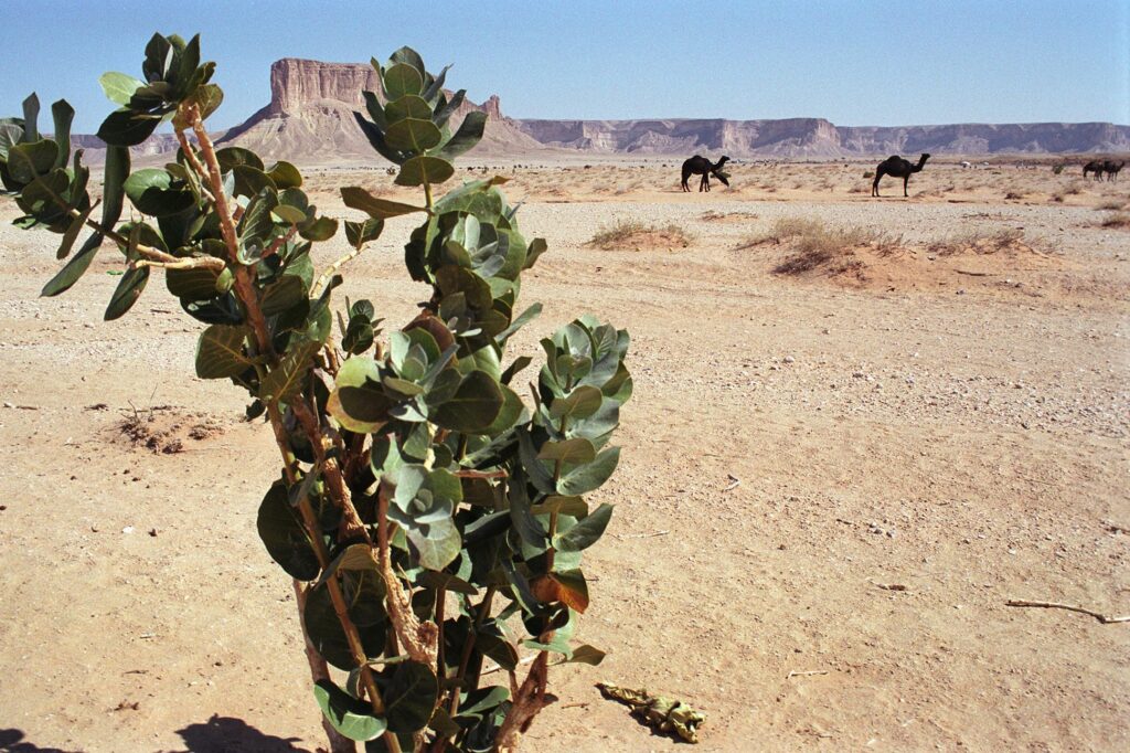 Close-up woestijnplant en dromedarissen in landschap