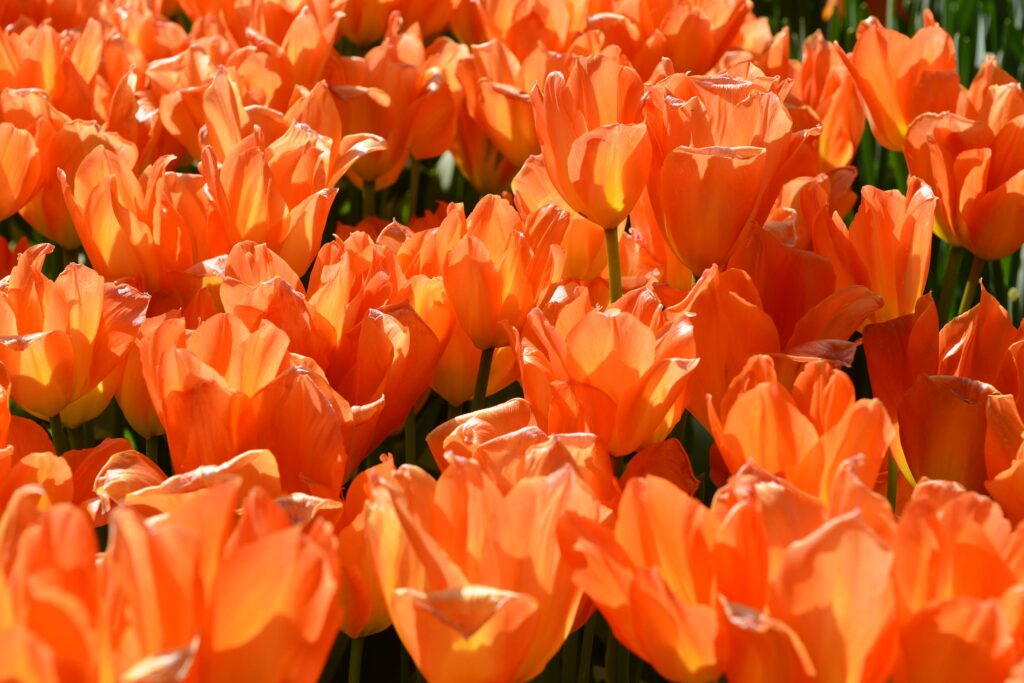 Backlit petals