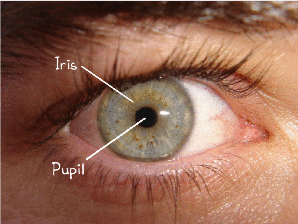 Iris - Pupil