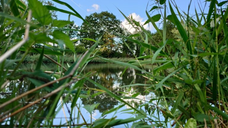 Frog’s Eye View